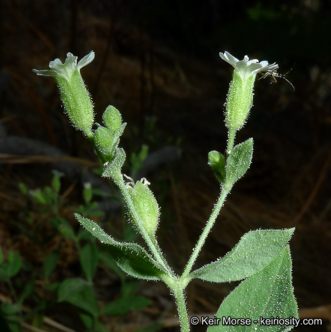 Image of Menzies' campion