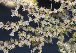 Image of Shrubby Seepweed