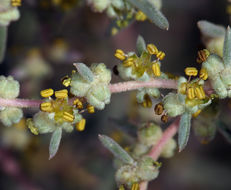 Image of Shrubby Seepweed