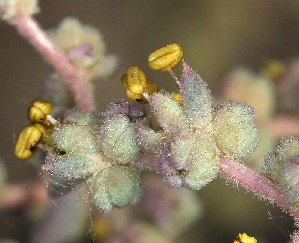 Image of Shrubby Seepweed