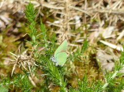 Imagem de Callophrys rubi (Linnaeus 1758)