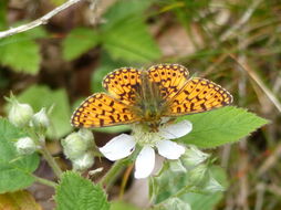 Image of Silver-bordered Fritillary