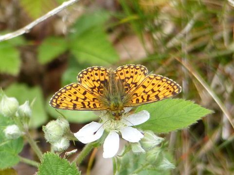 Image of Silver-bordered Fritillary