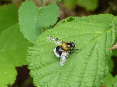 Image of bumblebee hoverfly