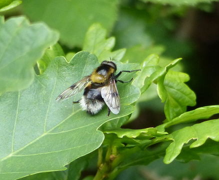 Image de Volucella bombylans (Linnaeus 1758)