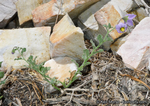 Image of chaparral nightshade