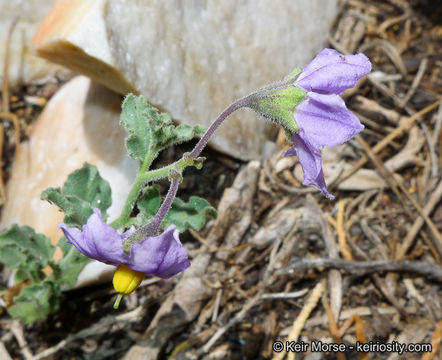 Image of chaparral nightshade