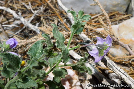 Solanum xanti A. Gray的圖片