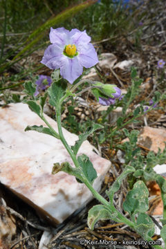 Solanum xanti A. Gray的圖片