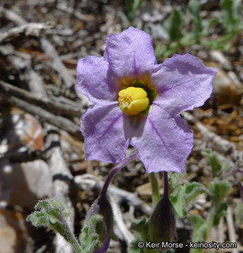 Image of chaparral nightshade