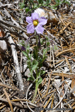 Image of chaparral nightshade