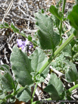 Image of chaparral nightshade