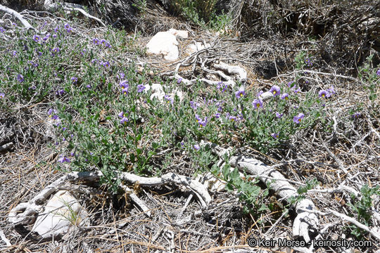 Image of chaparral nightshade