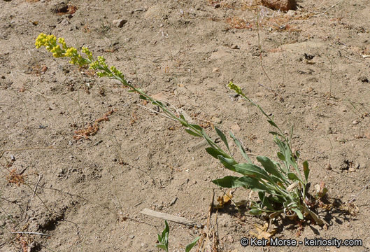 Image of California goldenrod