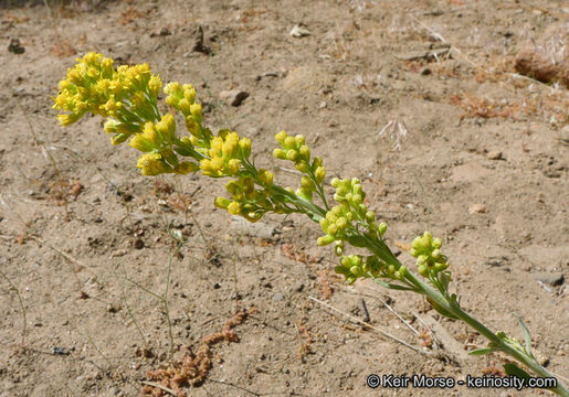 Image of California goldenrod