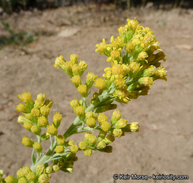 Image of California goldenrod