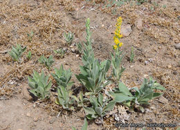 Image of California goldenrod