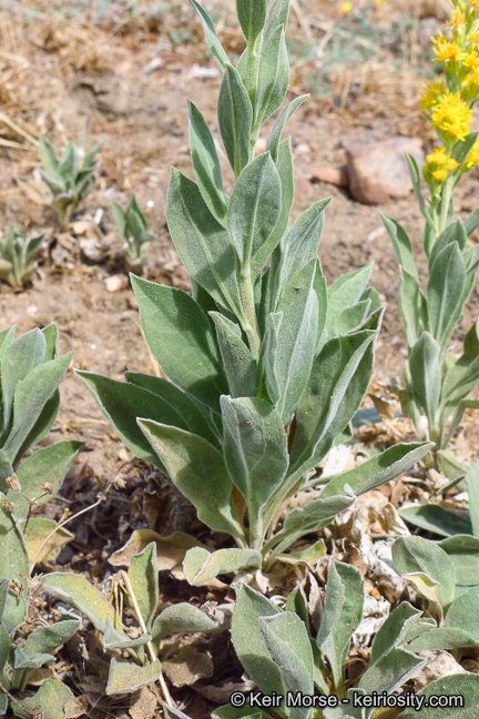 Image of California goldenrod