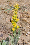 Image of California goldenrod