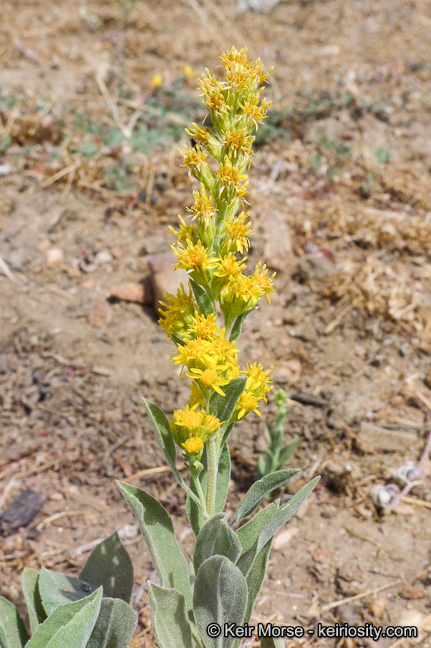 Image of California goldenrod