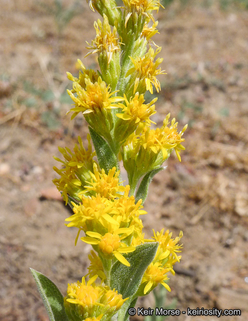 Image of California goldenrod