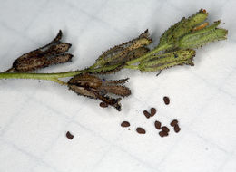 Image of sticky phacelia