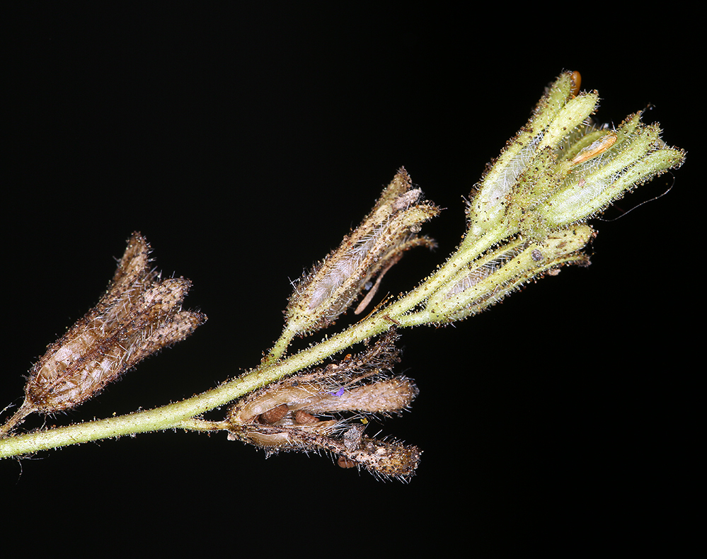 Image of sticky phacelia