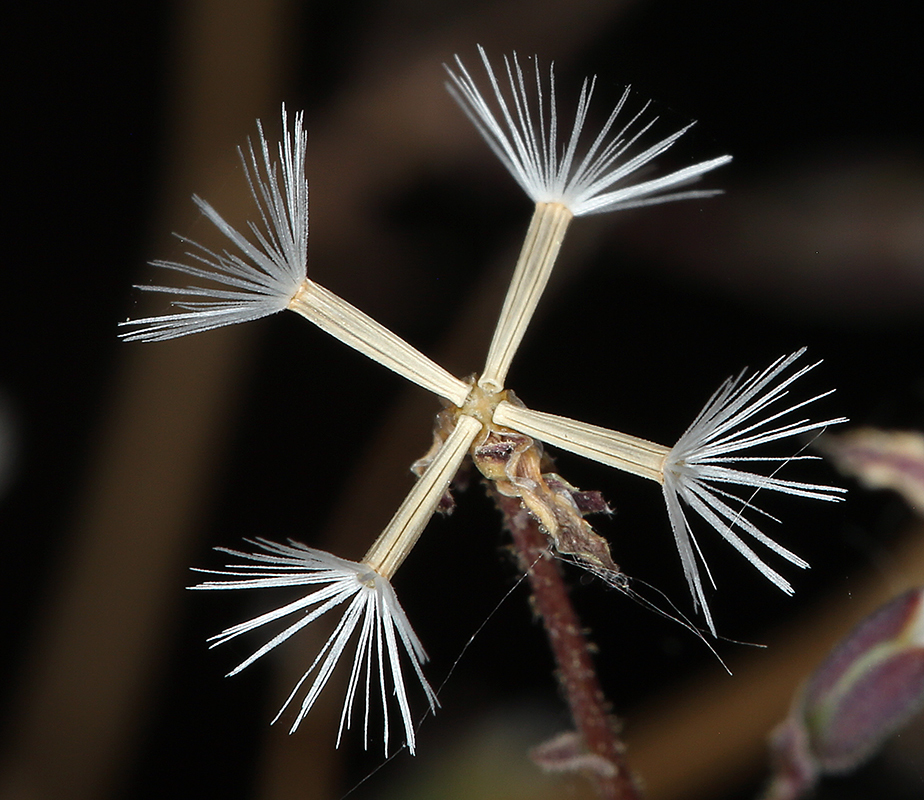 Image de <i>Prenanthella exigua</i>