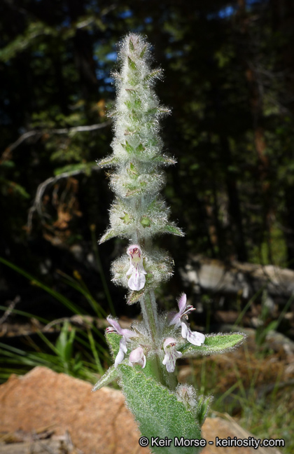 Image de Stachys albens A. Gray