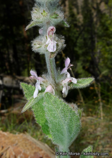 Image de Stachys albens A. Gray