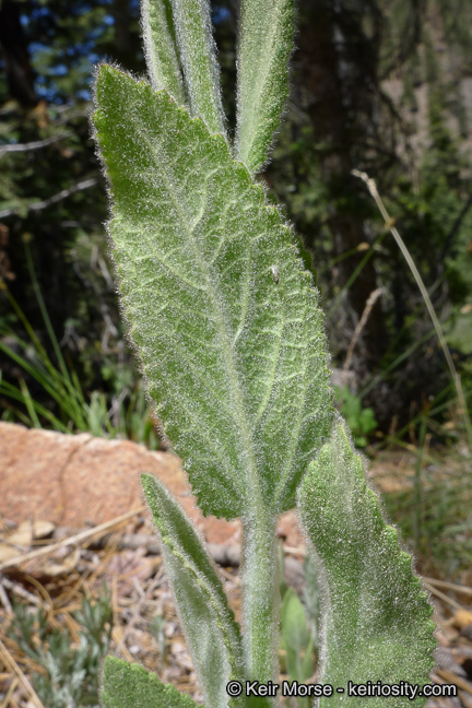 Image de Stachys albens A. Gray