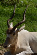 Image of Addax