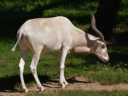 Image of Addax