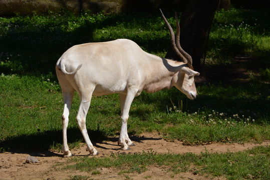 Image of Addax