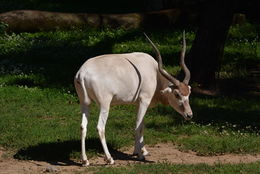 Image of Addax