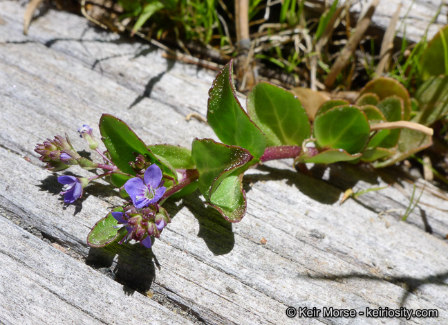 Image of American speedwell