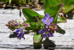 Image of American speedwell