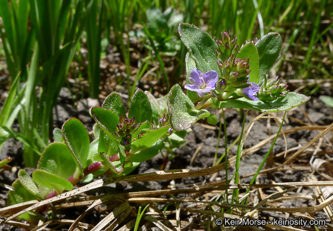 Image of American speedwell