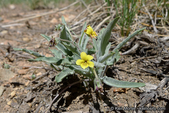 Image of goosefoot yellow violet