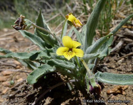 صورة Viola pinetorum var. grisea (Jeps.) R. J. Little