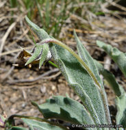 Image of goosefoot yellow violet