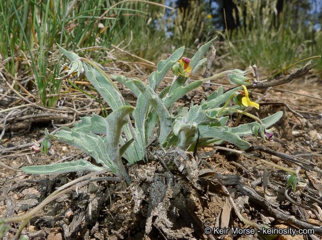 Image of goosefoot yellow violet