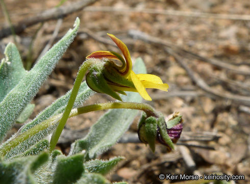 Image of goosefoot yellow violet