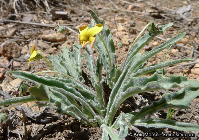 Image of goosefoot yellow violet