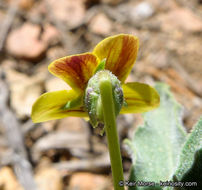 Image of goosefoot yellow violet