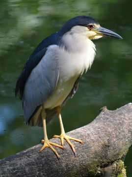 Image of Black-crowned Night Heron