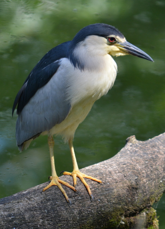 Image of Black-crowned Night Heron
