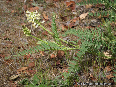 Sivun Astragalus pomonensis M. E. Jones kuva