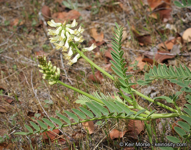 Imagem de Astragalus pomonensis M. E. Jones