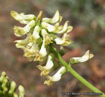 صورة Astragalus pomonensis M. E. Jones